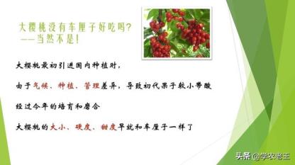 图片[4]-樱桃车厘子如何管理和栽培（车厘子樱桃种植技术）-热图吧