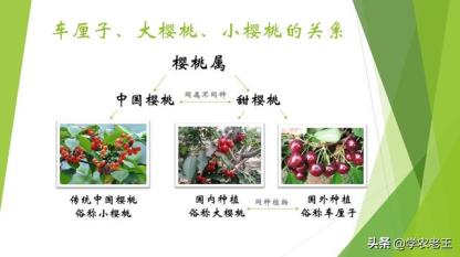 图片[7]-樱桃车厘子如何管理和栽培（车厘子樱桃种植技术）-热图吧