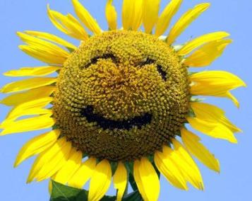 向日葵代表什么意思它象征着什么（向日葵寓意着什么）-热图吧